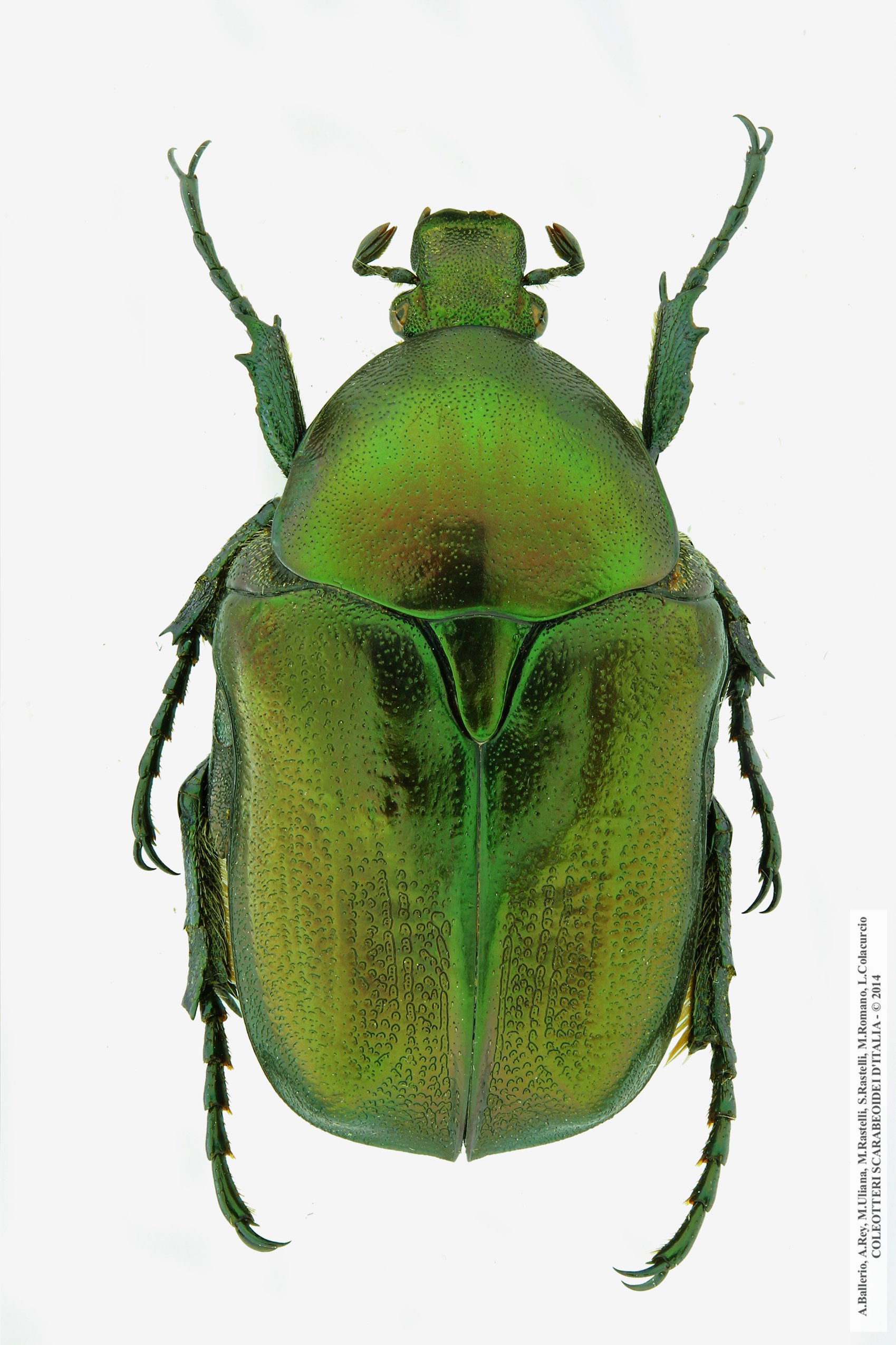 Protaetia angustata angustata, maschio